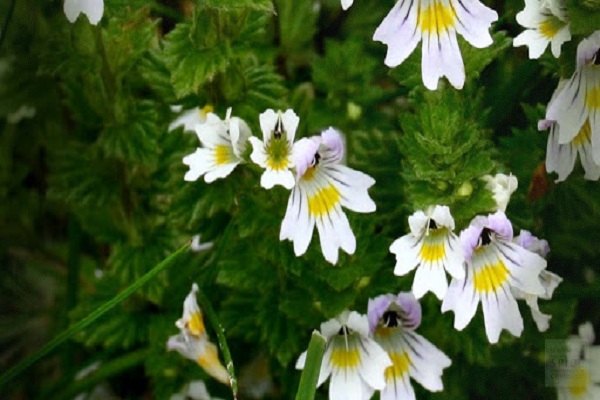 Tìm hiểu những công dụng của Eyebright khi điều trị bệnh