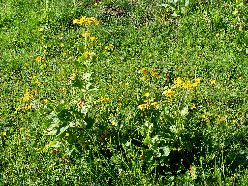 Alpine Ragwort: Công dụng, Liều dùng & Mức độ an toàn