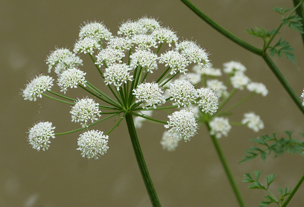 Hemlock water dropwort Công dụng, Liều lượng & Lưu ý khi sử dụng