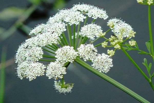 hemlock-water-dropwort-c-ng-d-ng-li-u-l-ng-l-u-khi-s-d-ng