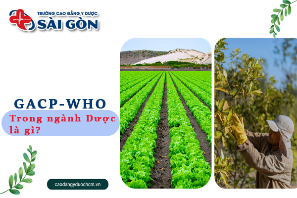 GACP-WHO trong ngành Dược là gì? Lợi ích, tiêu chuẩn của GACP-WHO?