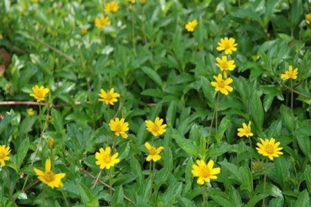 Liều lượng sử dụng cây cúc dại như thế nào?